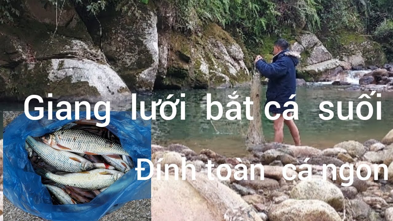 Thả lưới  bắt  cá  suối  .được  nhiều  loại cá suối  ngon