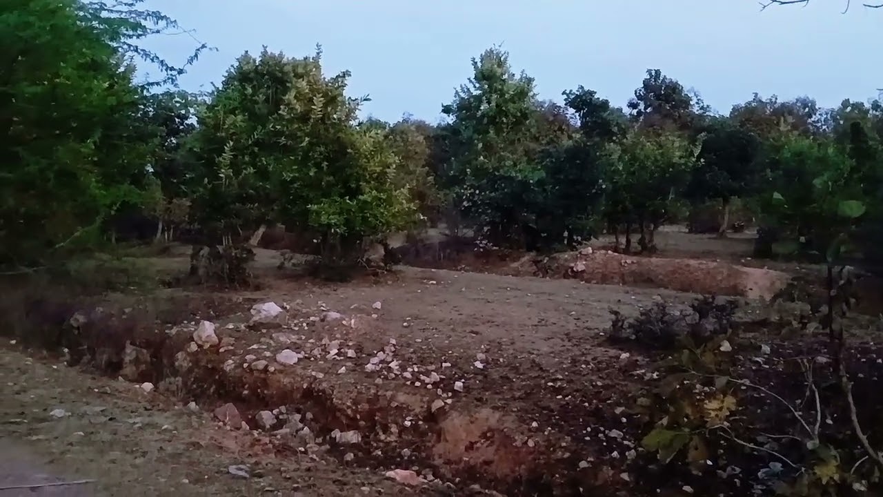 बहुत ही अजीब जानवर मेरे मेरी जंगलों में आ चुका है Meri jungle mein bahut hi Ajeeb Janwa#shorts 