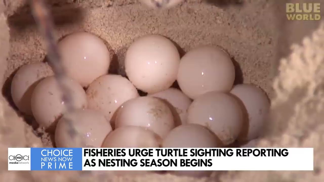 Рыболовы призывают сообщать о случаях обнаружения черепах в связи с началом следующего сезона.
