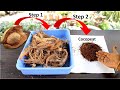 Make cocopeat at home from coconut          