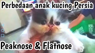 Perbedaan anak kucing persia peaknose dan flatnose