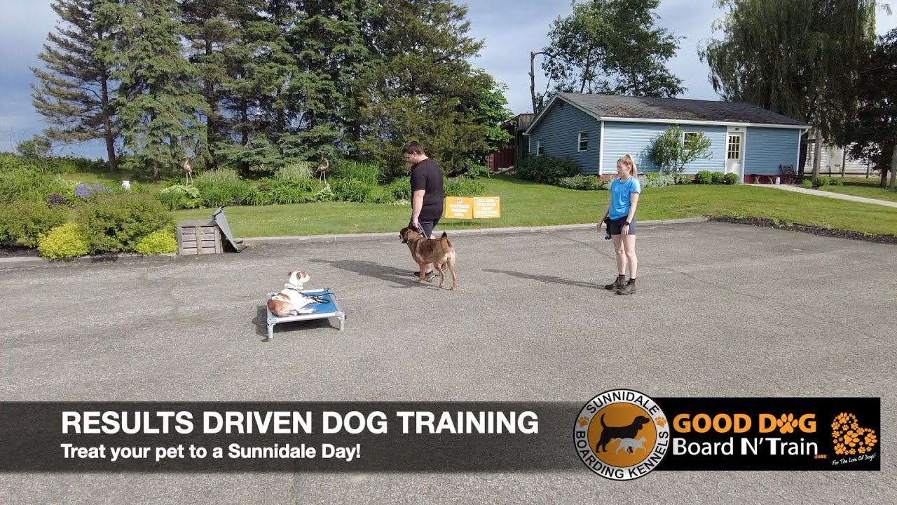 mango-15-day-good-dog-board-n-train-puppy-training-program-at