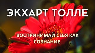 Воспринимай себя как сознание - ЭКХАРТ ТОЛЛЕ [Nikosho]