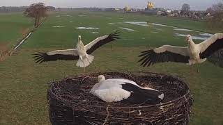 fierce fights for the female Stork