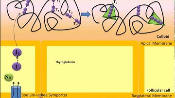 [PHỤ ĐỀ SONG NGỮ] TỔNG HỢP HORMONE GIÁP