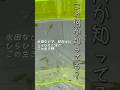 これ知ってたらコメントで教えてね?#謎の生き物