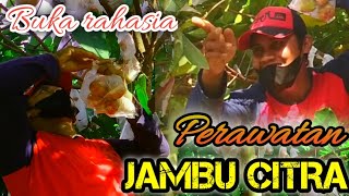 Cara Merawat Jambu Citra Supaya Tidak Rontok