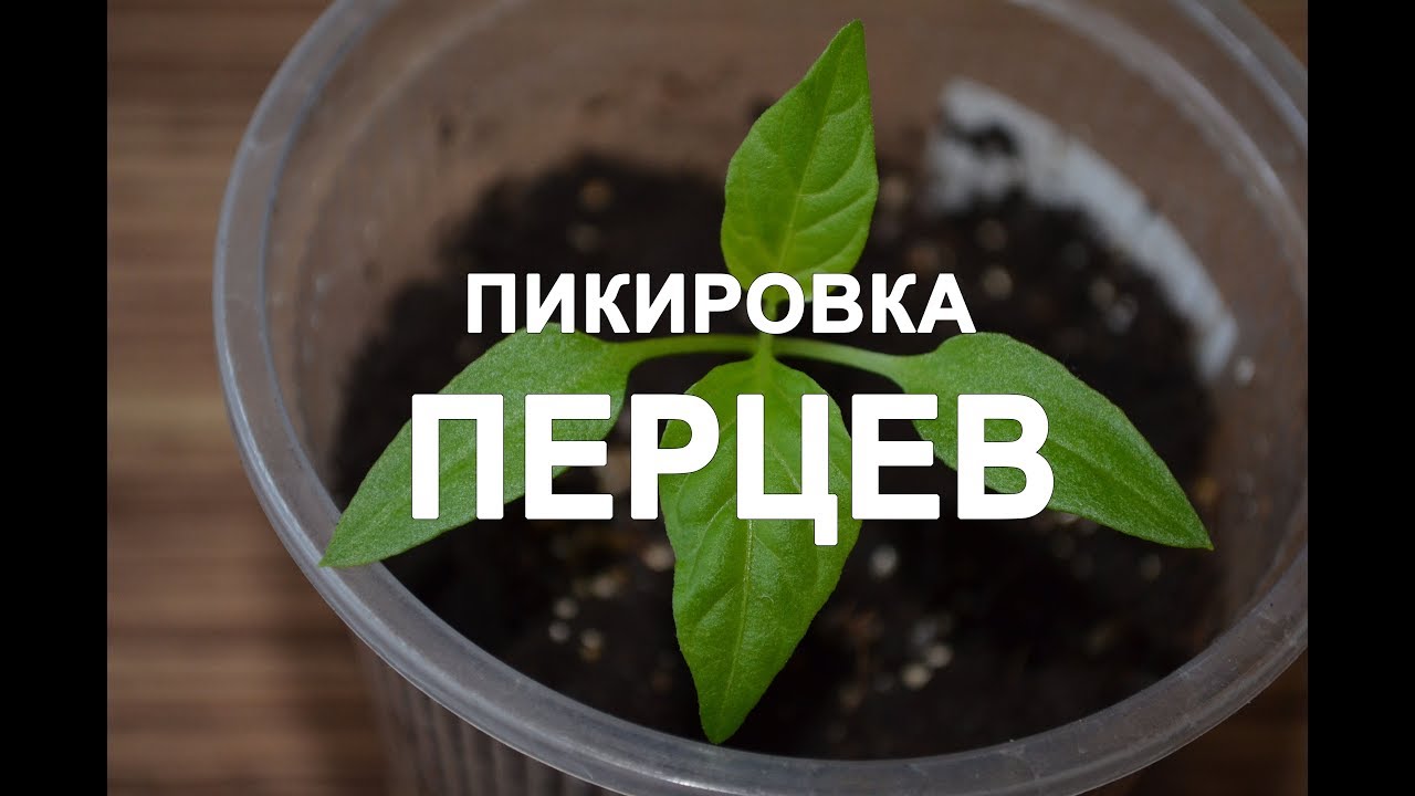 Пикировка перца. Пикировка (пересадка) перцев из торфяных таблеток ...
