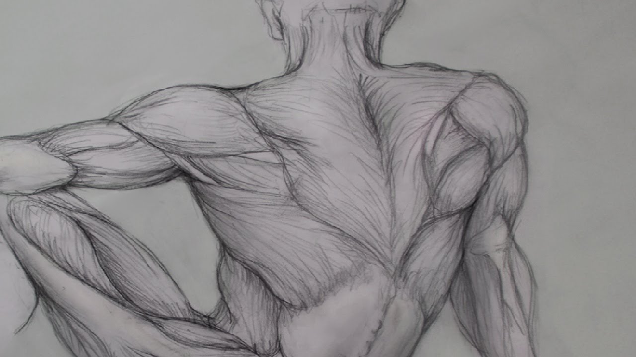 Drawing anatomy