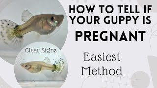 How to tell if my guppy is pregnant // pregnant guppy // guppy live birth