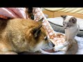 柴犬がこたつに入ると…。【柴犬と猫】