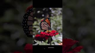 El Increíble Viaje De La Mariposa Monarca A México