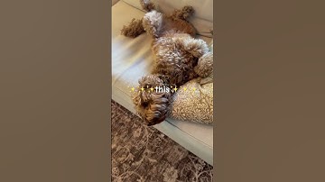 We now interrupt your doom scrolling #puppy #adorably #cutepet #doggybestfriend #doggielife ￼￼