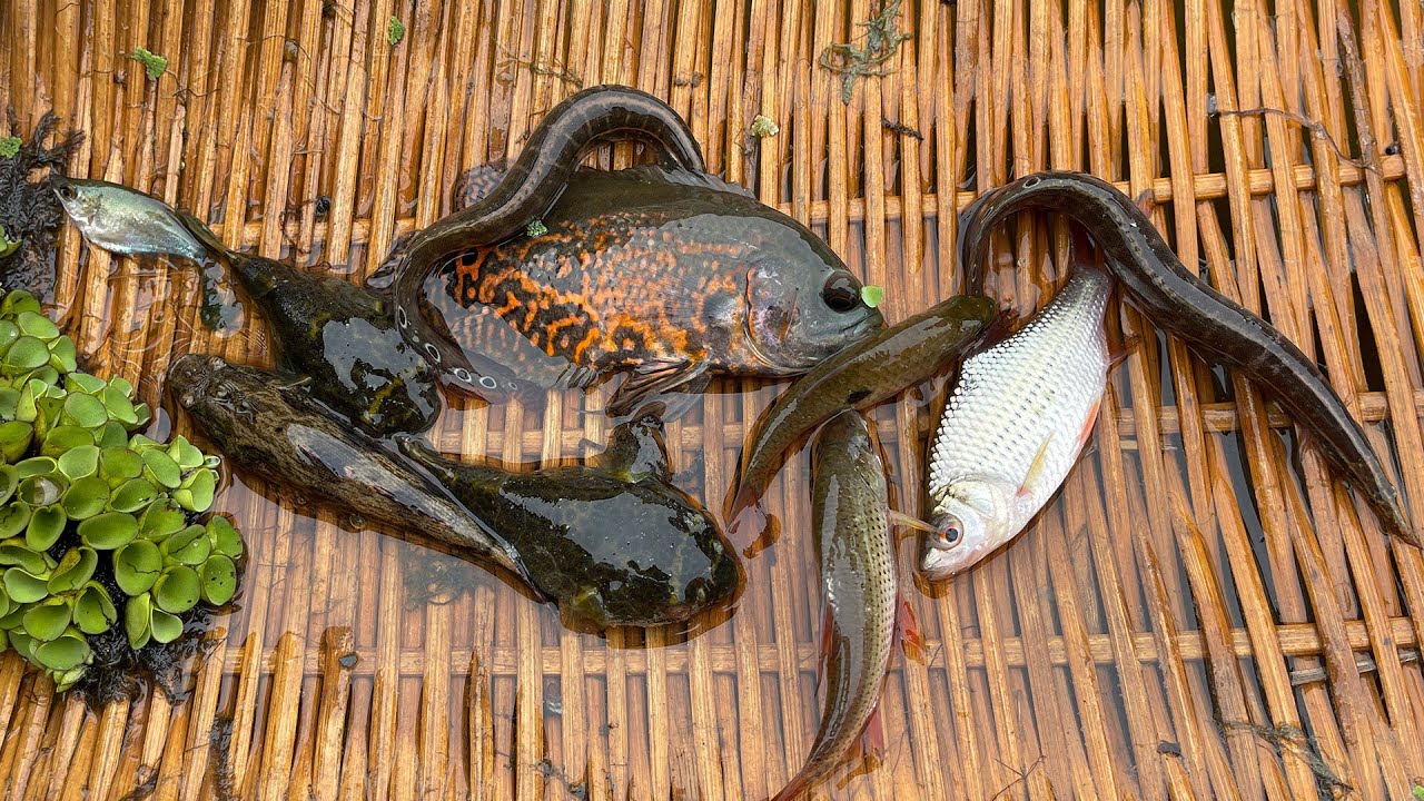 Natural small insects live under water in lake. Oscar fish, eel ...