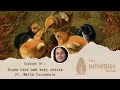 Bouba Kiki and baby chicks ft. Maria Loconsole - The Wild Bits Show March 29, 2026