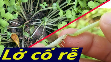 Xử lý đất phòng bệnh lở cổ rễ, héo xanh ở cà chua, dưa leo, bầu, bí, mướp