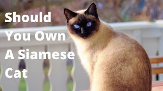 5 Fascinating Facts About Siamese Cats! Are They Safe For Kids?