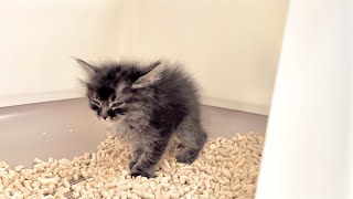 ウンウン言いながらうんちをきばる子猫 生後45日【アオちゃん日記#42〜青い秋空〜】Kittens purr and poop. 保護猫