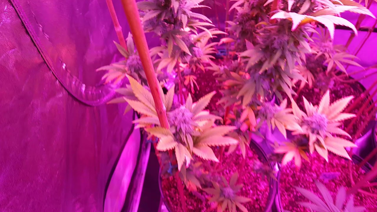 Sinsemilia Ganja Plant Grow Gen Garden Mars Hydro II 900 LED Lightning