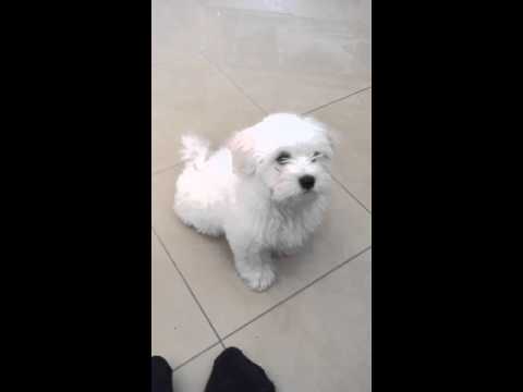Βίντεο: Σκυλί που γαβγίζει