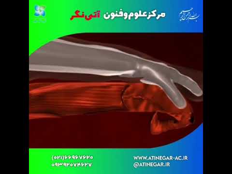 تلقیح مصنوعی گاو و گاومیش