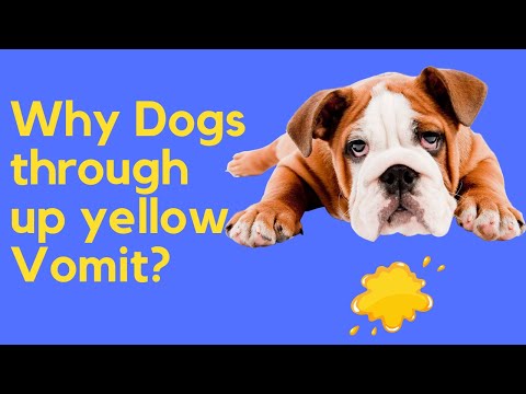 Video: Apakah Punca Anjing Saya Muntah Bile