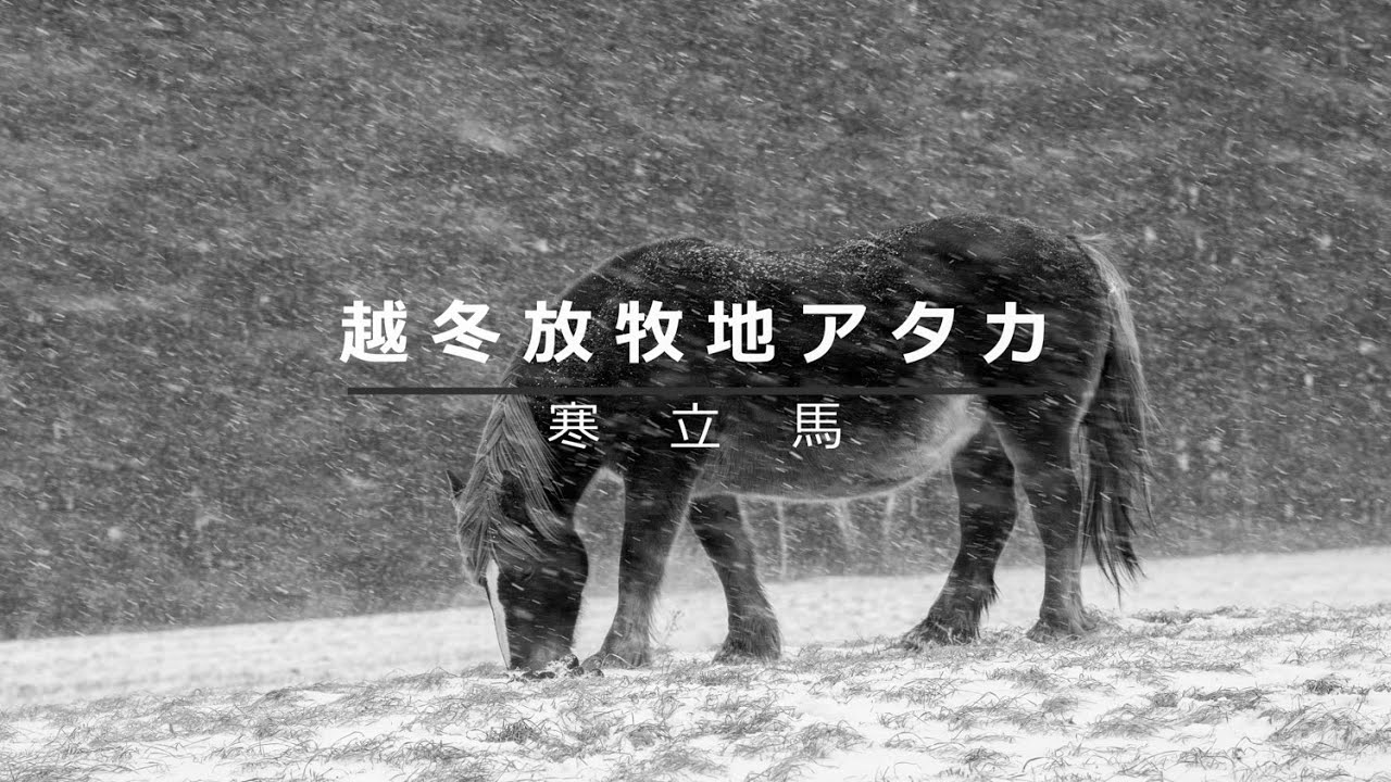 寒立馬 越冬放牧地「アタカ」
