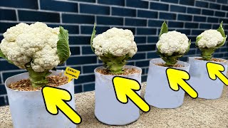 Growing Cauliflower from Seed to Harvest - Step by Step by Life in a pot 14,429 views 3 months ago 8 minutes, 25 seconds