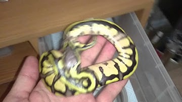 hatchling ball pythons