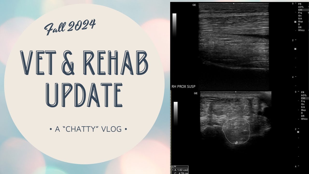 Vet and Rehab Update // Fall 2024 Vlog & Chat \\ - YouTube