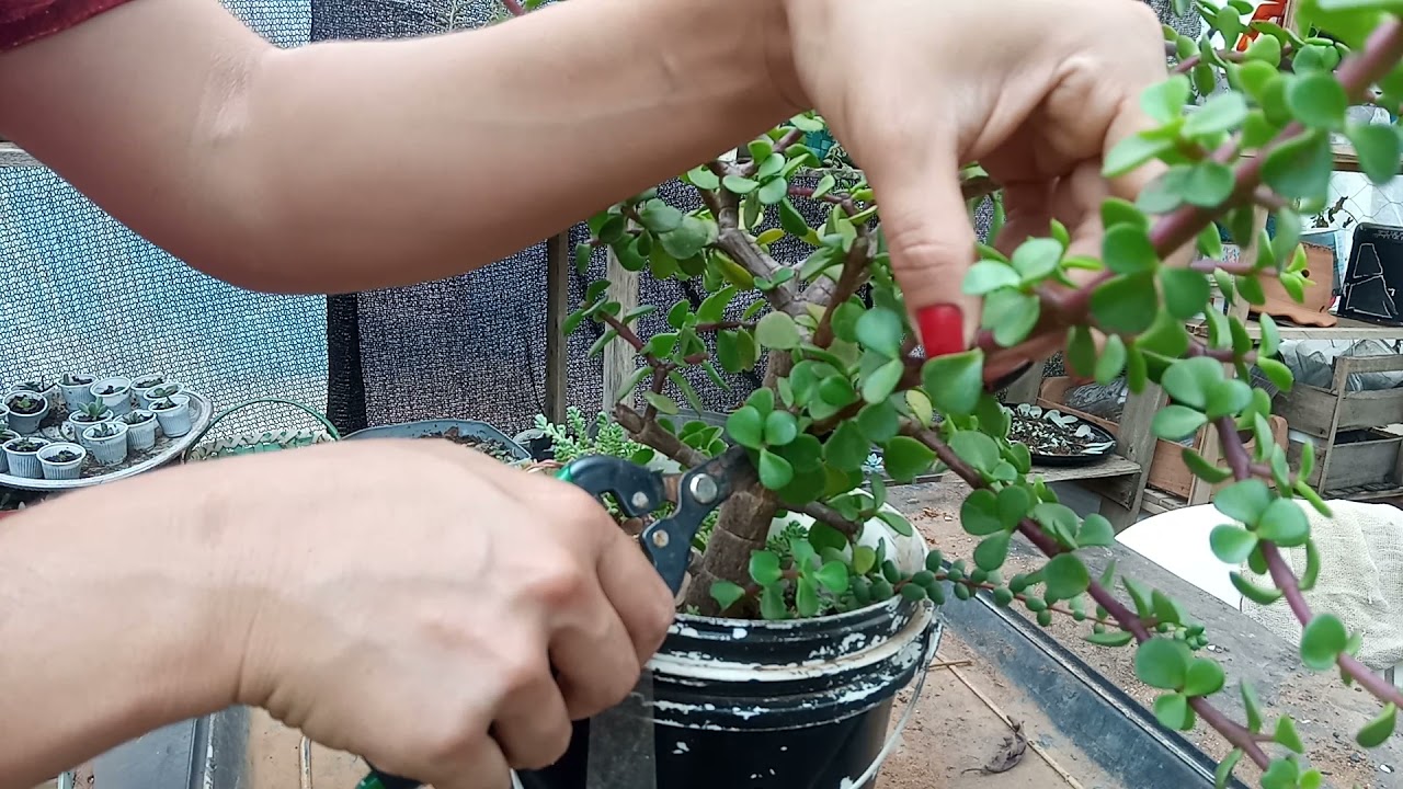Mostrando como está e podando minha portulacaria afra .....