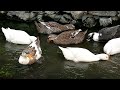 Duck&#39;s Swimming On Cristal Water || Village Animals ||