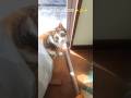 みーちゃんはどこに隠れているの？　#子猫#保護猫#猫のいる暮らし