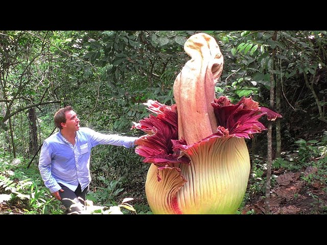 15 Plants You Won’t Believe Actually Exist class=