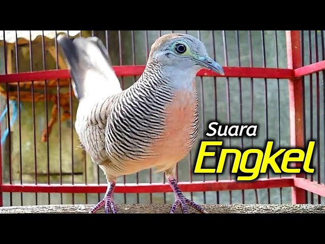 Perkutut lokal gacor suara besar - ENGKEL class=