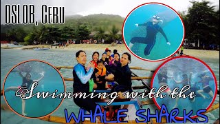 Whale Shark watching | Oslob, Cebu | The RYR Squad