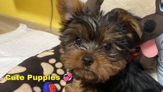 Yorkie puppies 💞