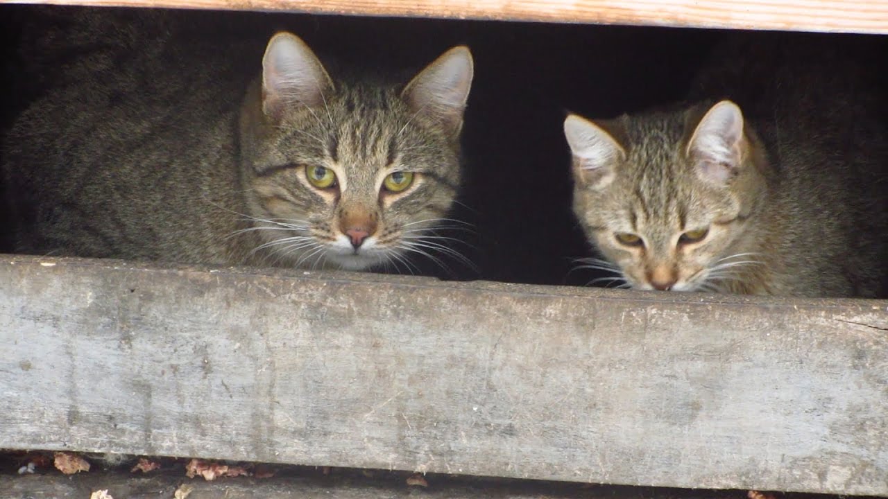 robin seplut wikipedia Kitten with father cat eating food