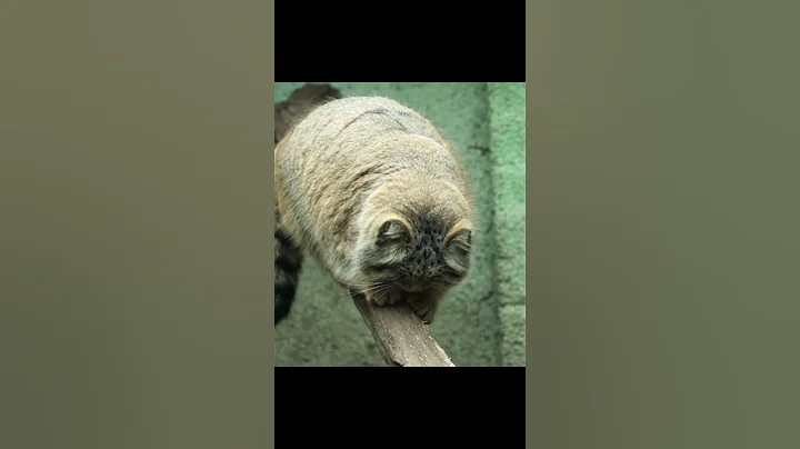 Video 2028881: baby manuls, cat