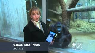 Apes go bananas for Apple's iPad
