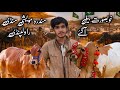 Mandra Maveshi Mandi | Cow Mandi Rawalpindi In 2026 | Shahzain's Animals Vlogs