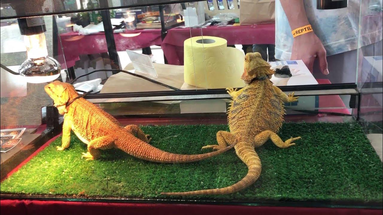 выставка рептилий красноярск 2024. выставка рептилий. выставка рептилий в москве 2023. выставка рептилий владивосток. выставка рептилий плакат.