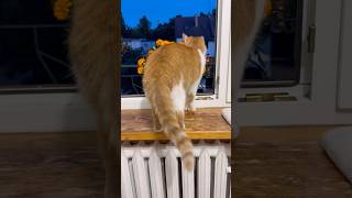 *z Grażyną 😊🐈🌜