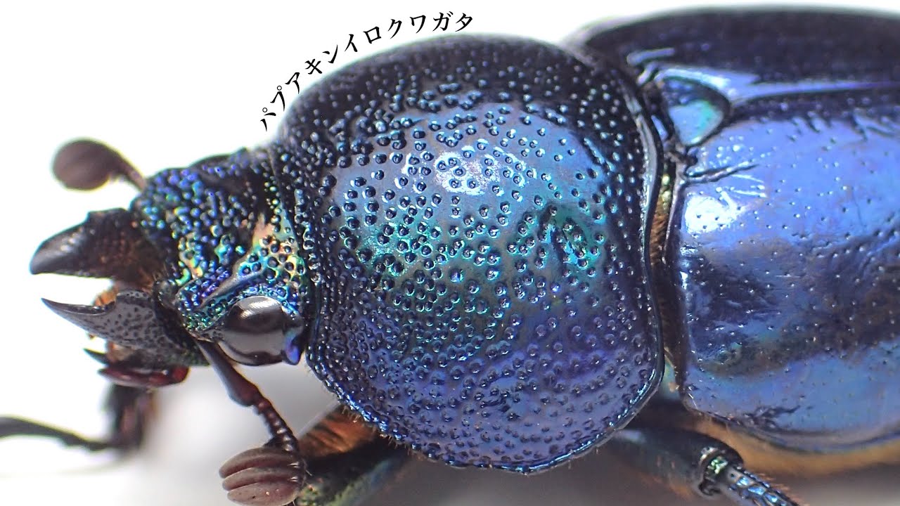Papuan golden stag beetle egg set hatching results [stag beetle