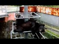 Friendly nap Asiatic black bear