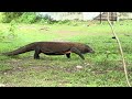 Komodo Dragon Walking Rinca Island December 2024 Komodo Dragon Walking Rinca Island December 2024