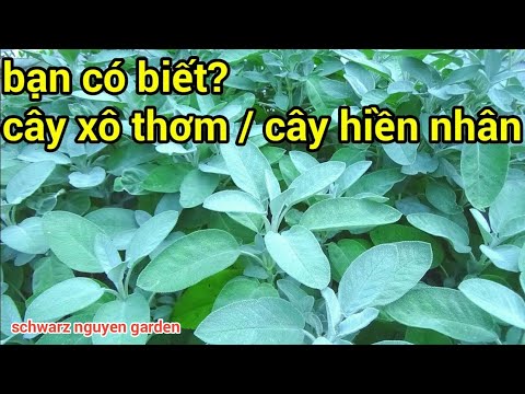 Video: Chăm sóc cây xô thơm ba màu: Công dụng gì đối với cây xô thơm ba màu trong vườn