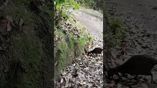 Surprise awaits on tranquil New Zealand bush walk - a rare North island Weka bird
#Shorts
Ngā Tapuwae o Toi is a popular track through the New Zealand bush above the beautiful seaside town of Whakatane in the Bay of Plenty.
But around a bend in the track we got a surprise – a rare North Island weka bird.
These flightless birds are found nowhere else in the world. Once they roamed widely across New Zealand, and historically were a useful food source for Māori – in a land with no mammals, a bird about the size of a chicken makes a good meal. But over the last few decades the North Island weka became so rare they almost died out. They are now found only in a few small areas – one of them is here in the Bay of Plenty.
The weka’s best known call is a loud “coo-et” heard at dawn and dusk, but here that low booming noise you can hear is the mother weka calling to her chick. The chick is probably about 2 weeks old.
For fascinating facts, hints and tips about caring for your chickens, and the sheer pleasure of chickens, subscribe to my channel: Chickens in my garden - New Zealand
https://www.youtube.com/c/Chickensinmygarden Surprise awaits on tranquil New Zealand bush walk - a rare North island Weka bird