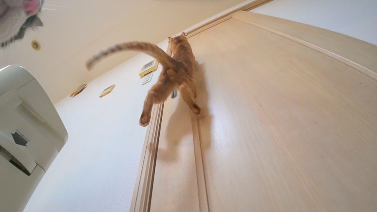 【猫ジャンプ】茶トラ子猫つくし、垂直飛びの軌跡【子猫トレーニング】