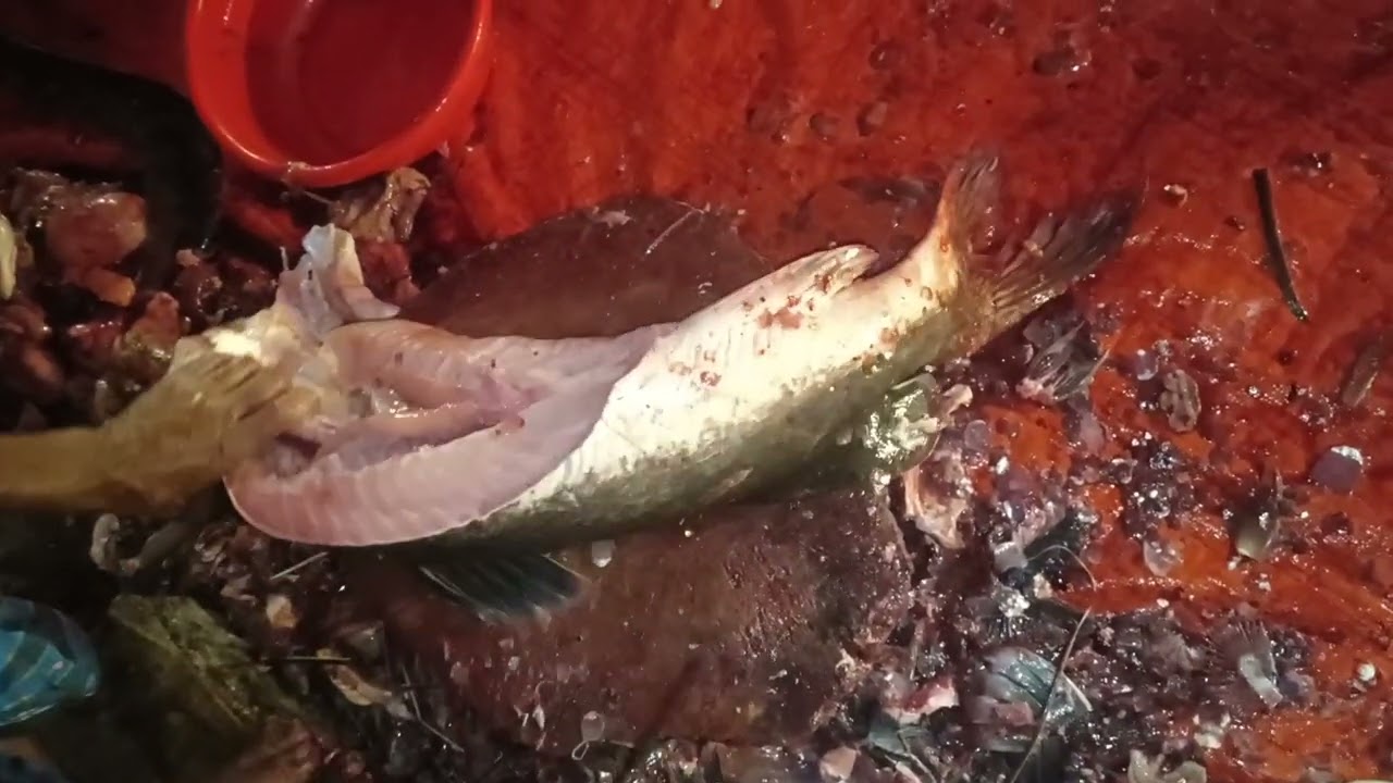 14 KG Giant Ayir Fish cutting skills। River Monster Catfish। আইড় মাছ কাটার পদ্ধতি